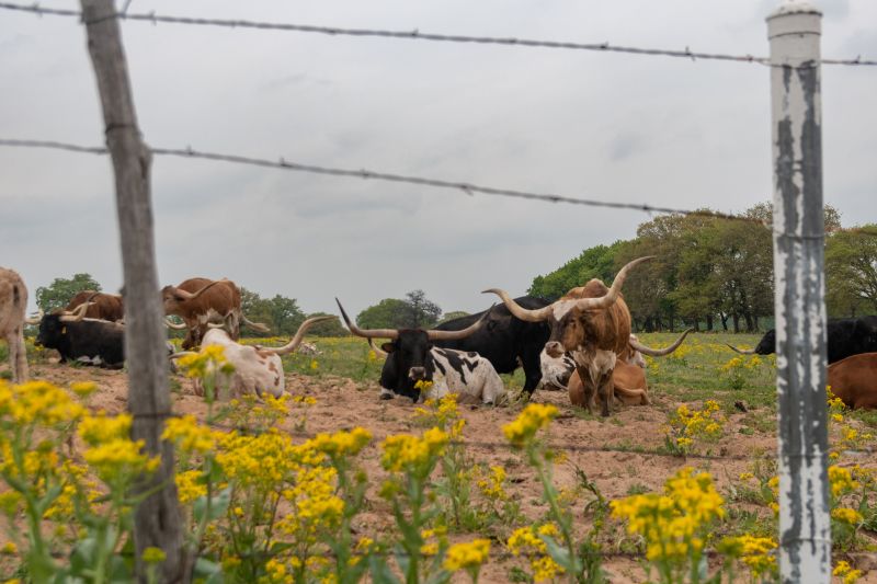 Pasture Fence Installation in Action