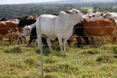 Keep Your Animals Safely Contained Inside the Pasture Fence!
