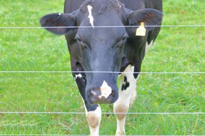 Pasture Fences Can be Constructed of Many Materials!