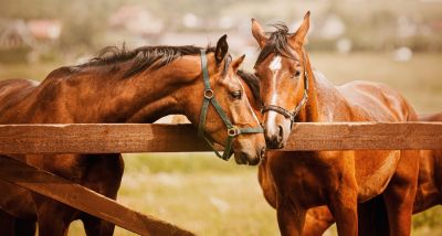 Protect Your Animals with a Pasture Fence Installation!